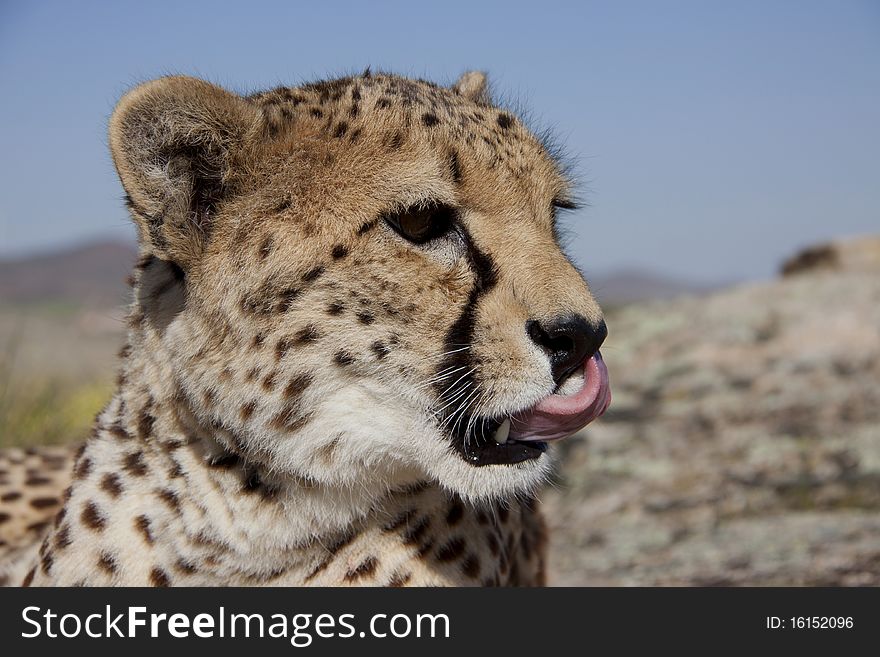 Head Of A Cheetah