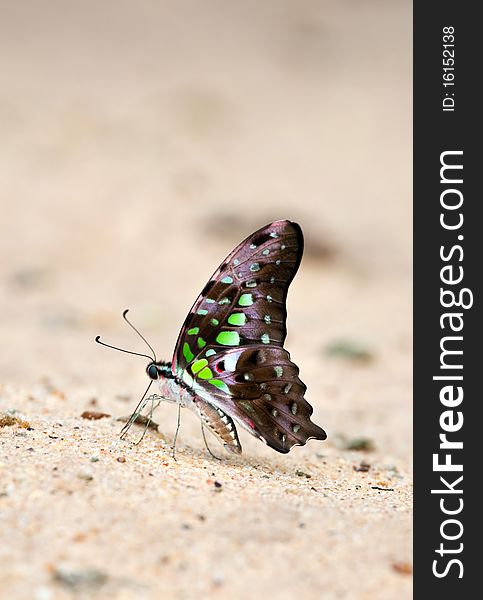 Butterfly eat soil