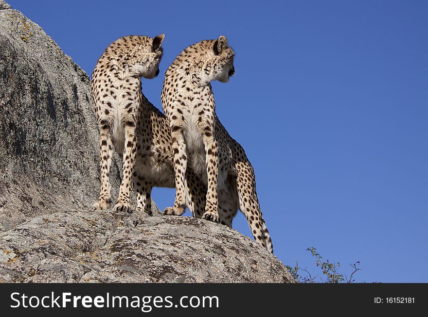 Two cheetahs standing on a rock. Two cheetahs standing on a rock