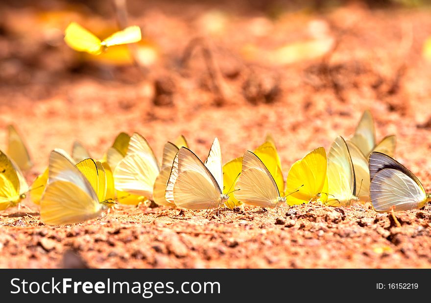 Butterfly eat soil