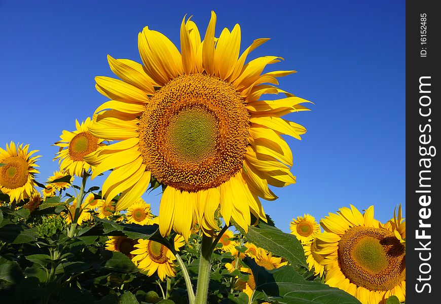 Sunflowers in a field on a bright sunny day. Sunflowers in a field on a bright sunny day.