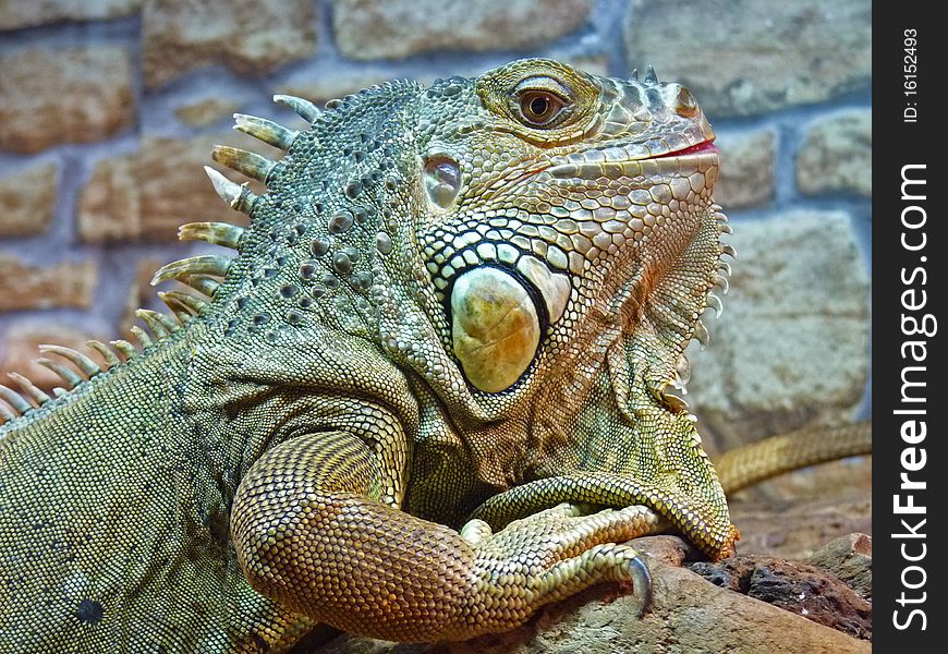 Lizard iguana impressive in its appearance. Lizard iguana impressive in its appearance.