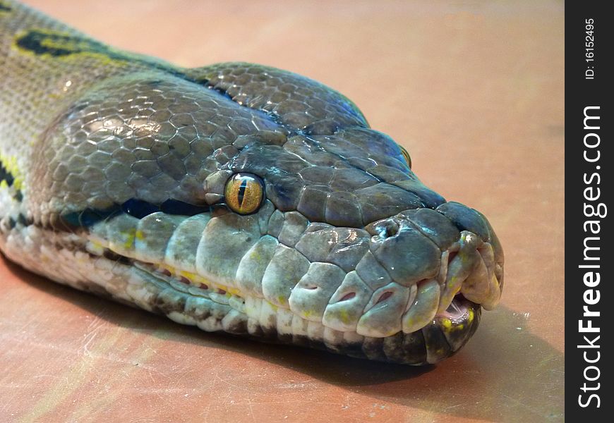 Head Of The Snake