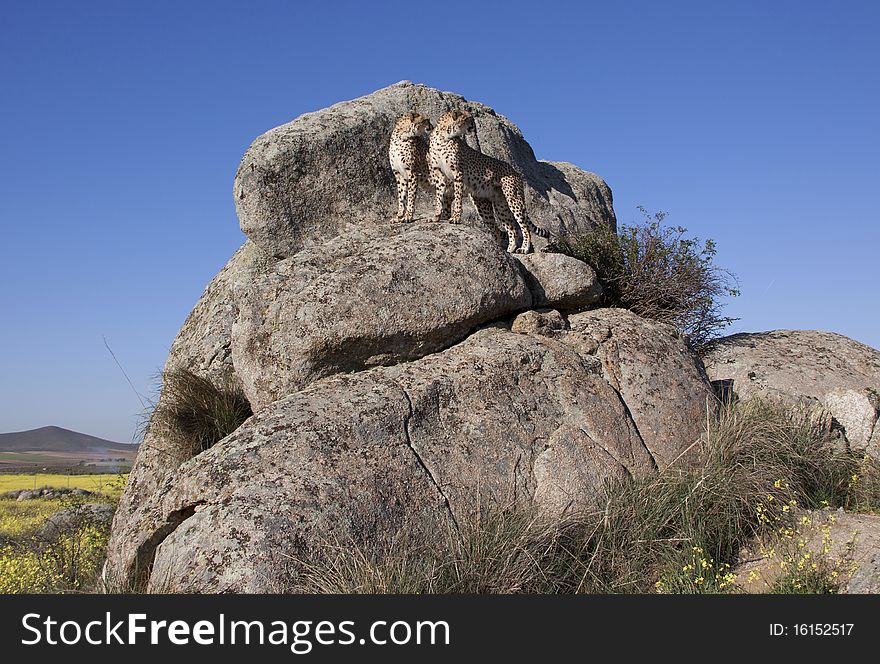 Two cheetahs looking into the same direction on a rock. Two cheetahs looking into the same direction on a rock