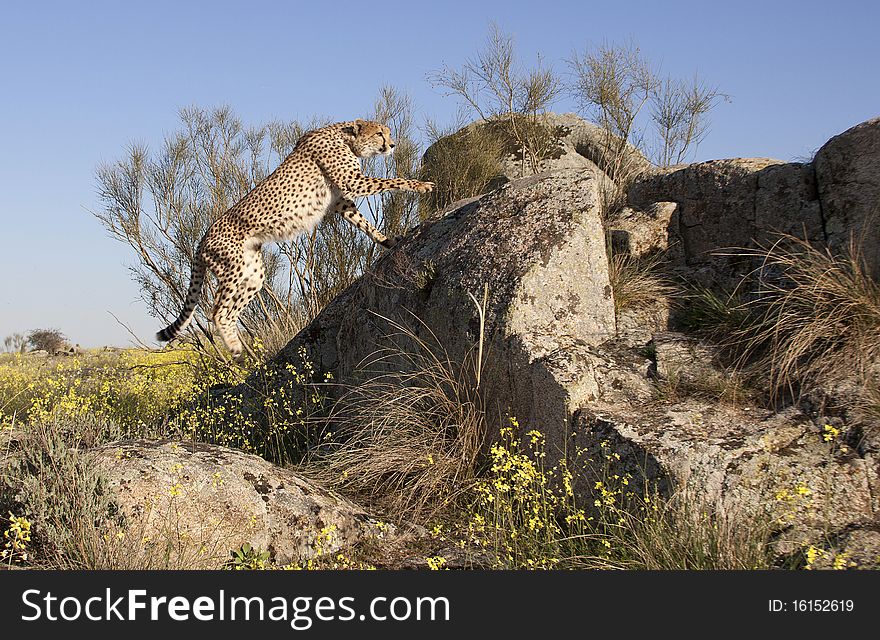 A cheetah jumping on a rock. A cheetah jumping on a rock