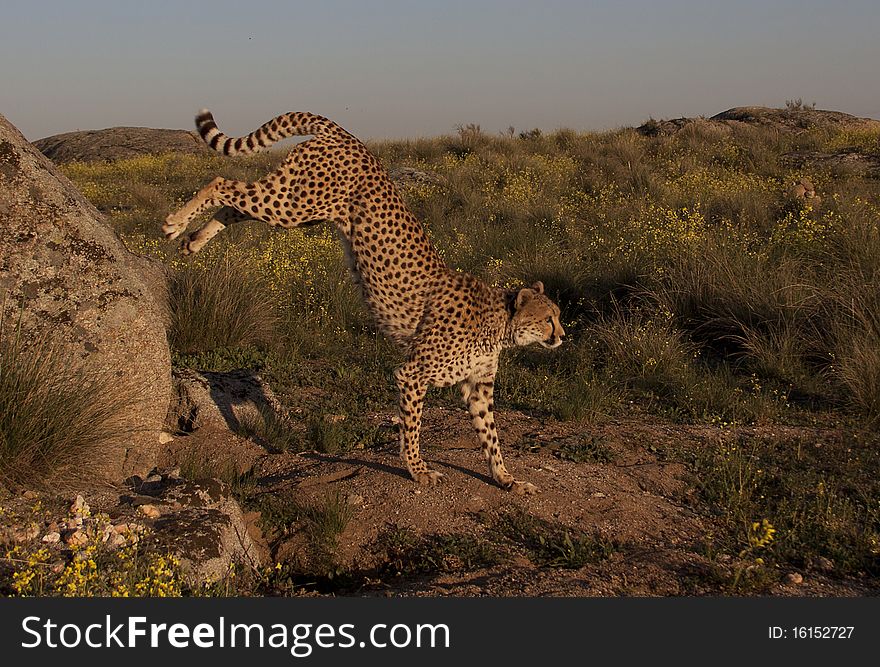 A cheetah jumping from a rock. A cheetah jumping from a rock