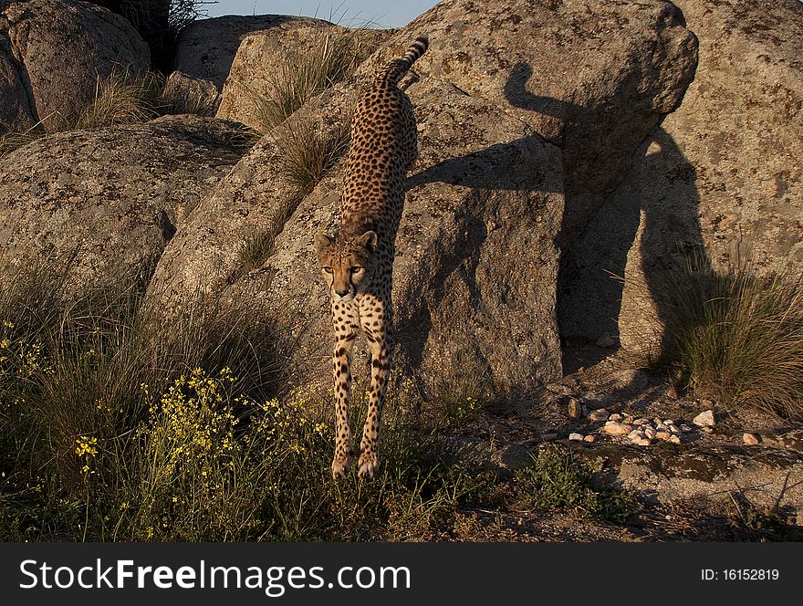 A cheetah jumping down from a rock. A cheetah jumping down from a rock