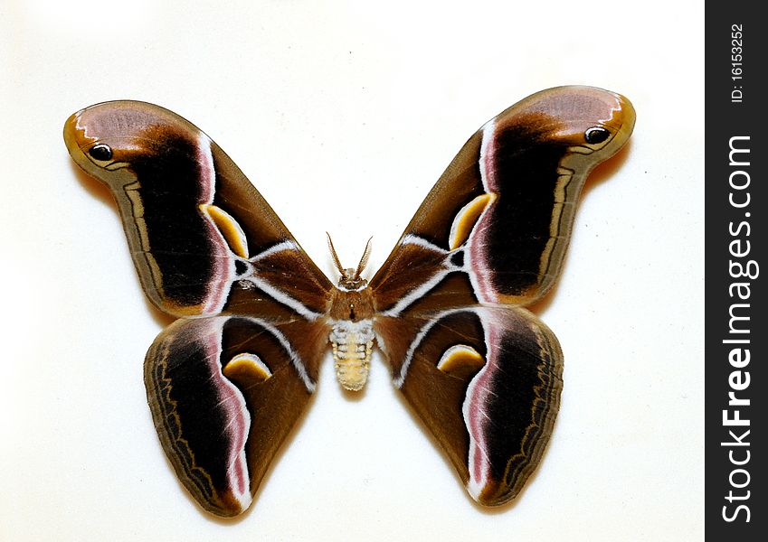 Beautiful big tropical butterfly on a white background