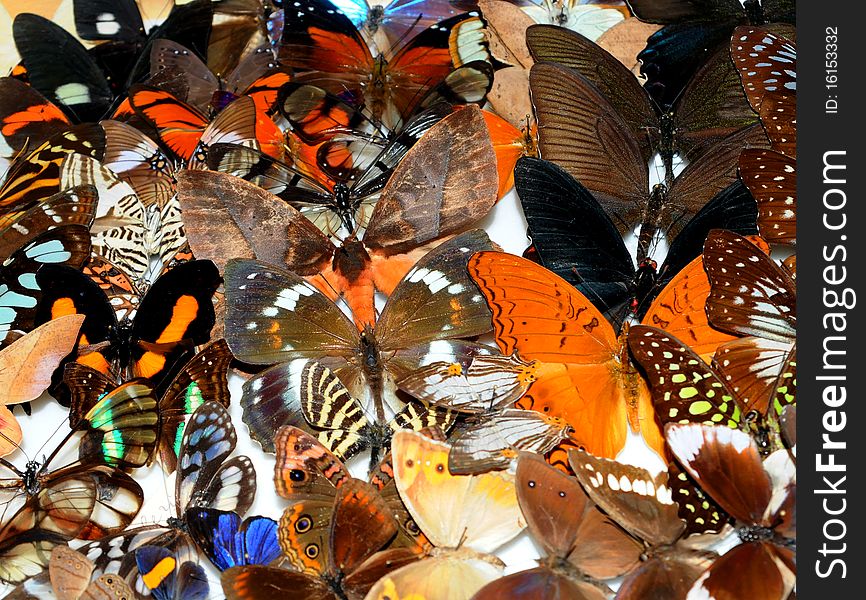 Big collection of tropical butterflies. Big collection of tropical butterflies