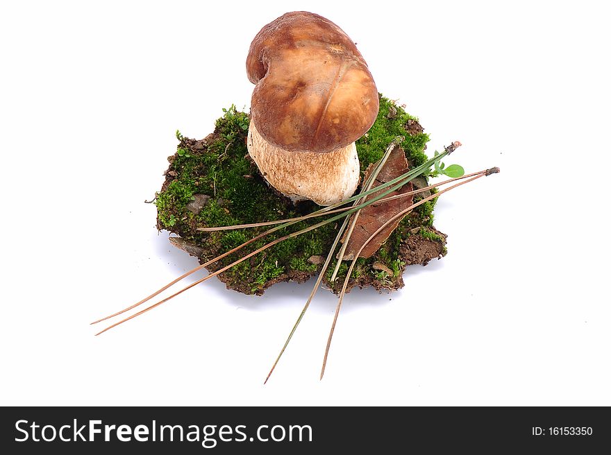 Fresh Boletus Mushroom With A Part Of Moss