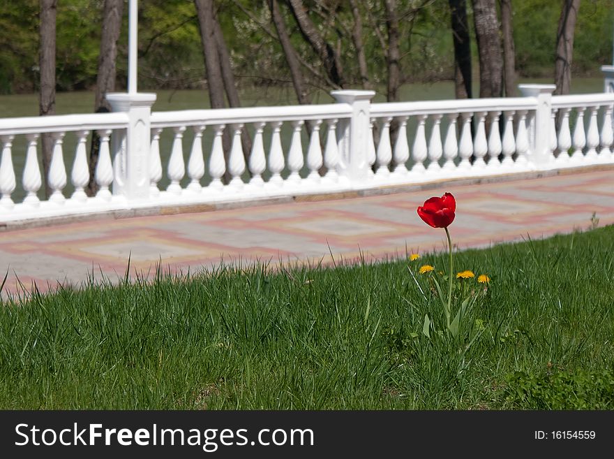 Red tulip is growing on the river front. Red tulip is growing on the river front