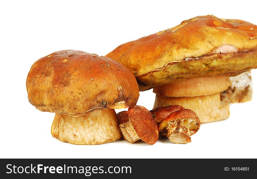 Fresh mushrooms  isolated on the white background. Fresh mushrooms  isolated on the white background.