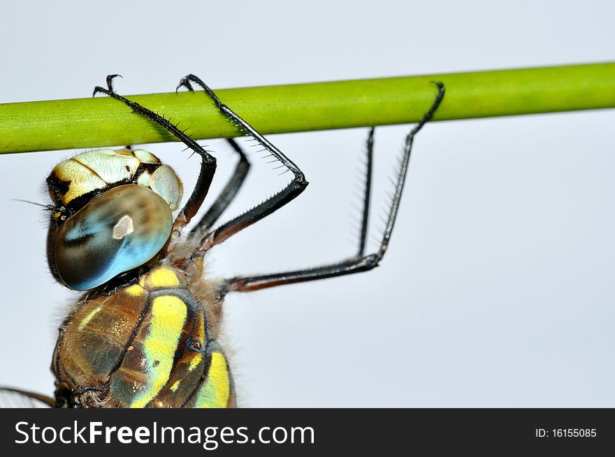 Aeshna mixta dragonfly on green stalk upon light background