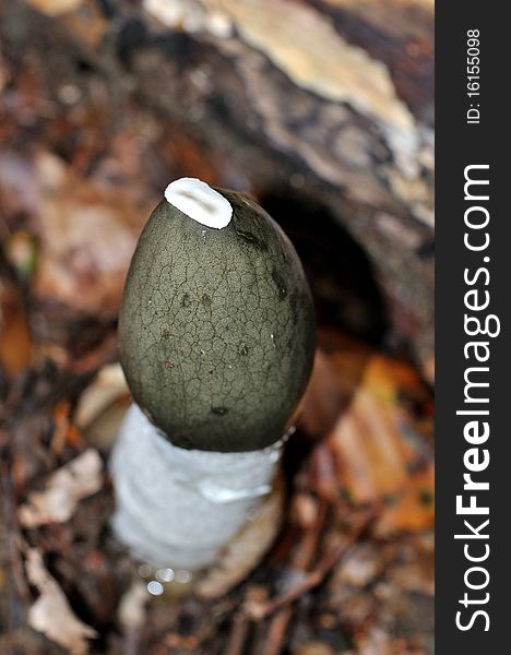 Common Stinkhorn (Phallus impudicus) mushroom macro shot top view