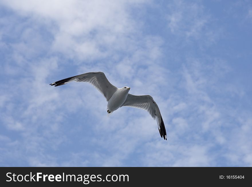 Seagull flying in a blue sky with clouds