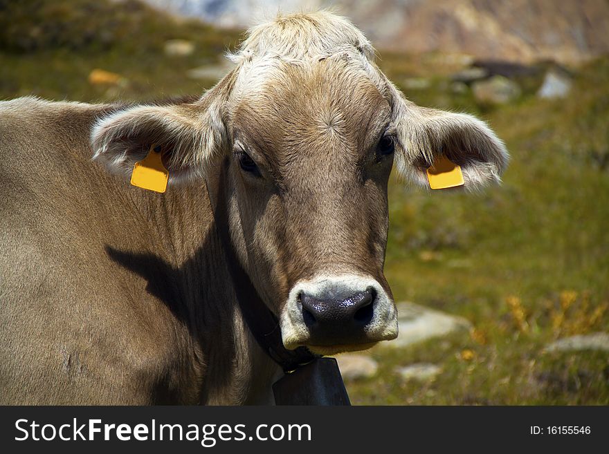 Portrait of a cow while grazing