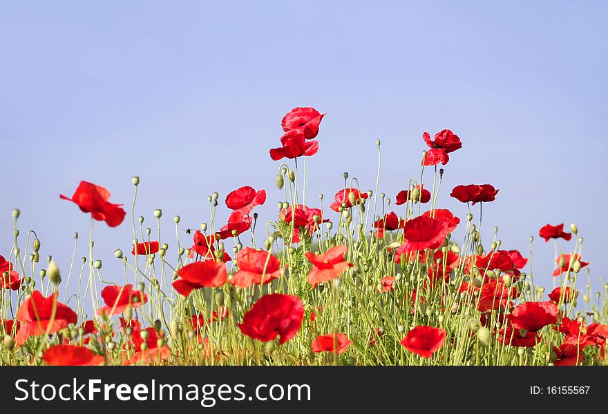 Red poppies on a summer day