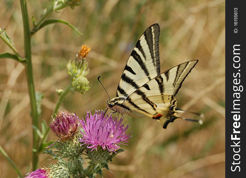 Papilio canadensis butterfly, sitting on the Burdock. Papilio canadensis butterfly, sitting on the Burdock.