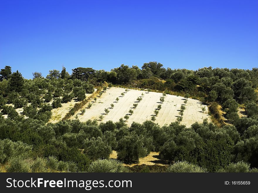 Olive Plantation On The Crete