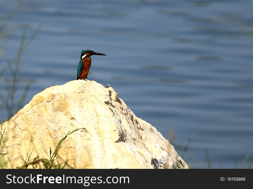 A mini kingfisher watching his territory from a bank rock. A mini kingfisher watching his territory from a bank rock.