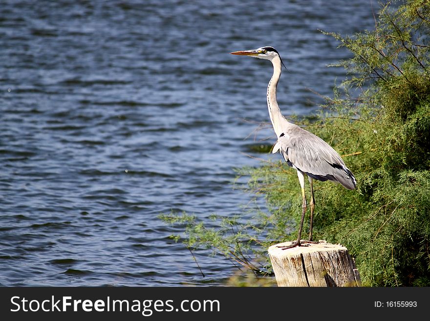 A grey heron standing on a log on a lake bank.