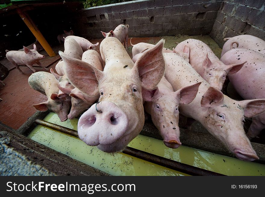 Happy pigs on pig farm