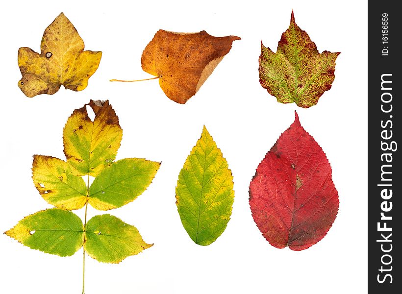 COllection of coloured autumn leaves on white background