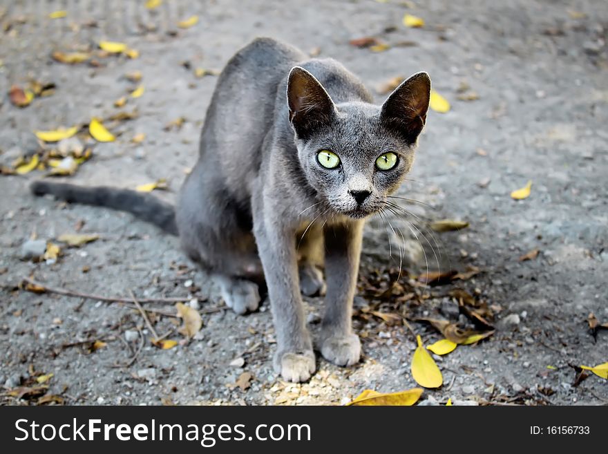 This is a photo of grey cat with yellow eyes