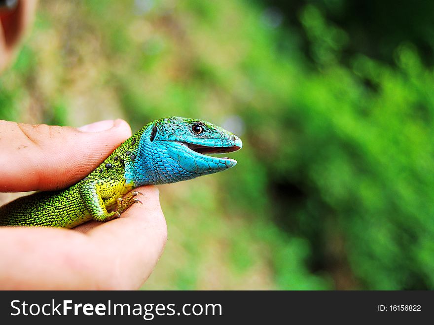 Lizard with a blue head and yellow body with green handheld. Lizard with a blue head and yellow body with green handheld