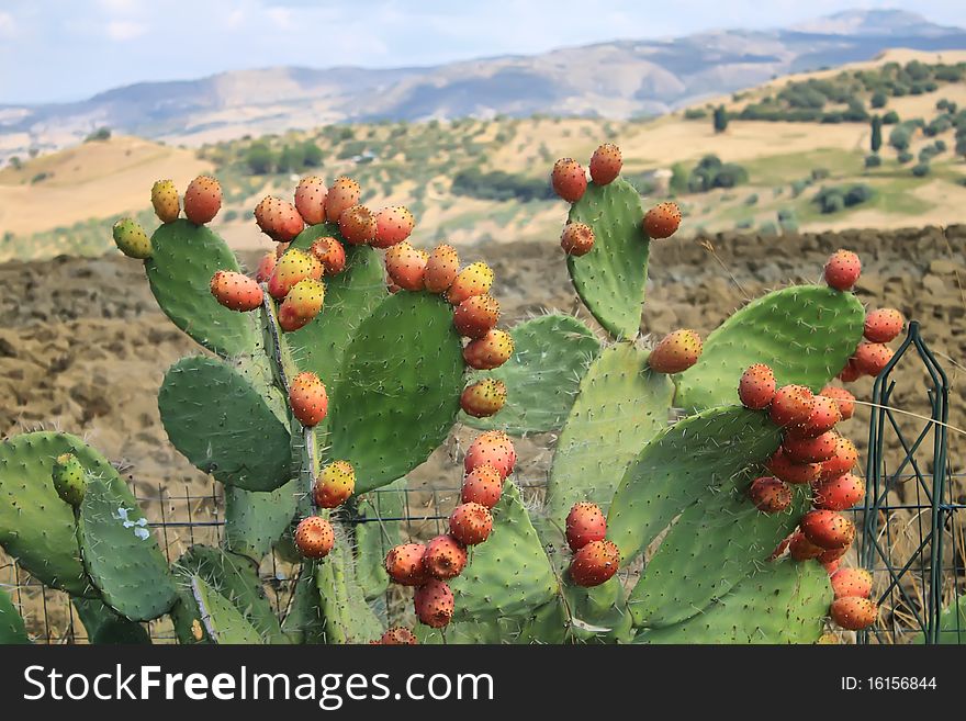 This is a photo of cactus with beatifull landscape in background. There is a spidernet on cactus. This is a photo of cactus with beatifull landscape in background. There is a spidernet on cactus.