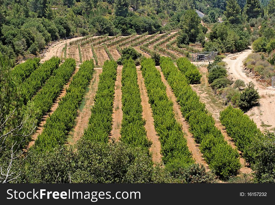 Orchard and grape vine zigzag rows in summer. Orchard and grape vine zigzag rows in summer