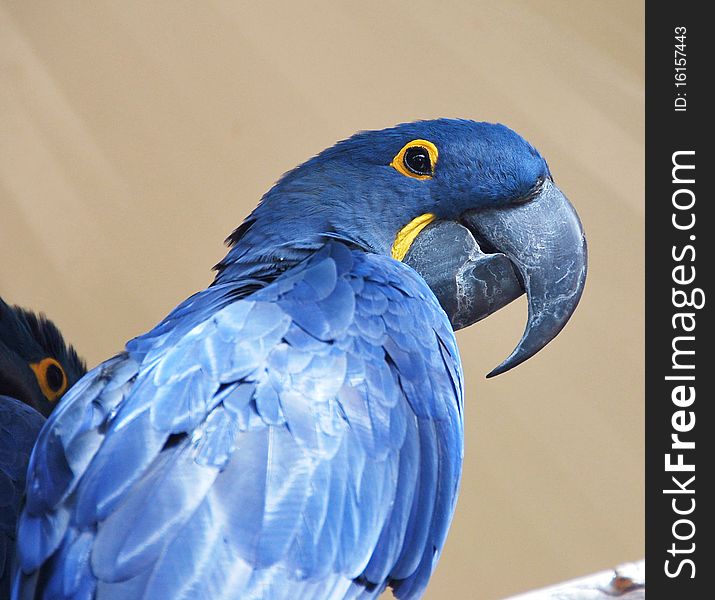 Unique blue parrot, with yellow eyes. Unique blue parrot, with yellow eyes