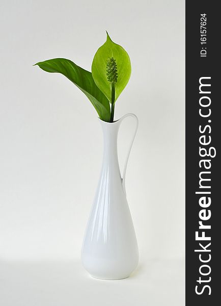 Green Peace Lilly