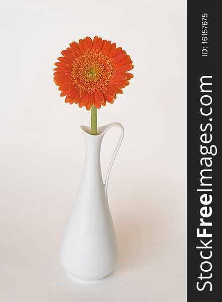 Orange gerbera in a vase