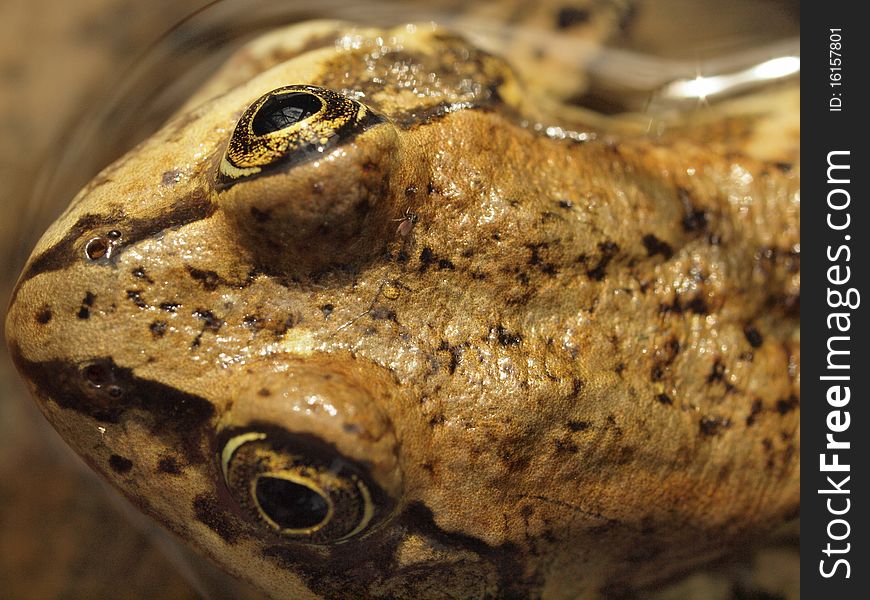 Columbia Spotted frog from above