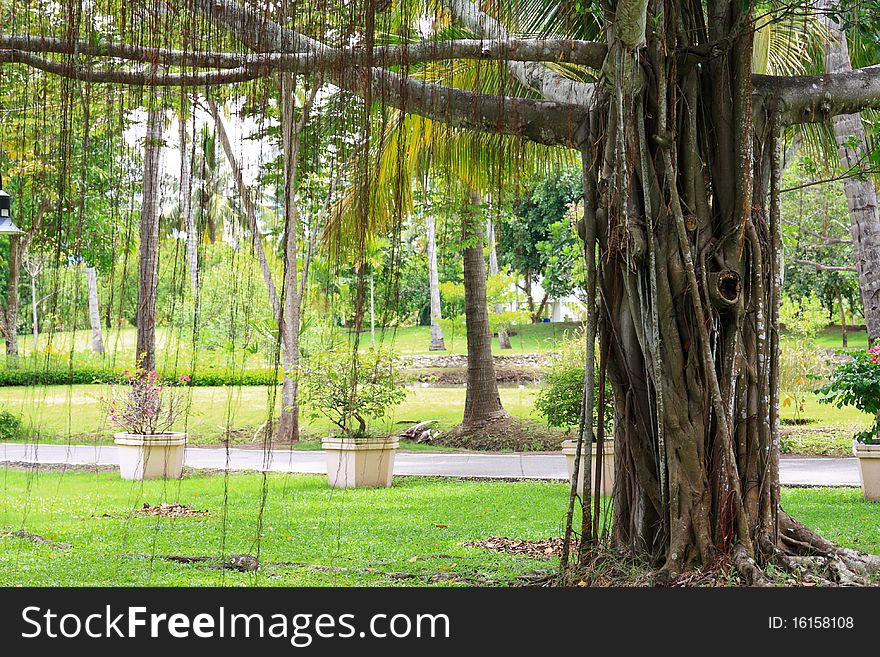 Big old banyan tree.
