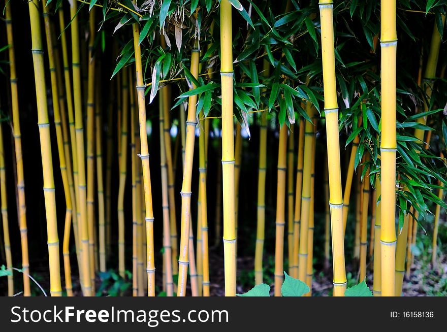 Golden bamboo in the garden. Golden bamboo in the garden.