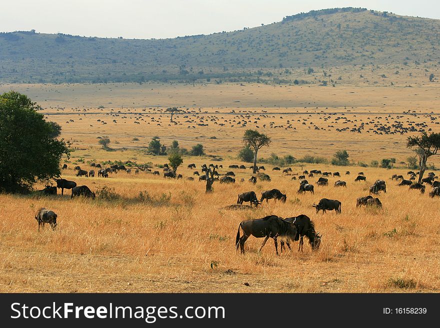 Kenya S Maasai Mara Animal Migration