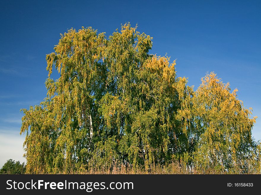 The beautiful birch with yellowed leaves. The natural background for any purpose