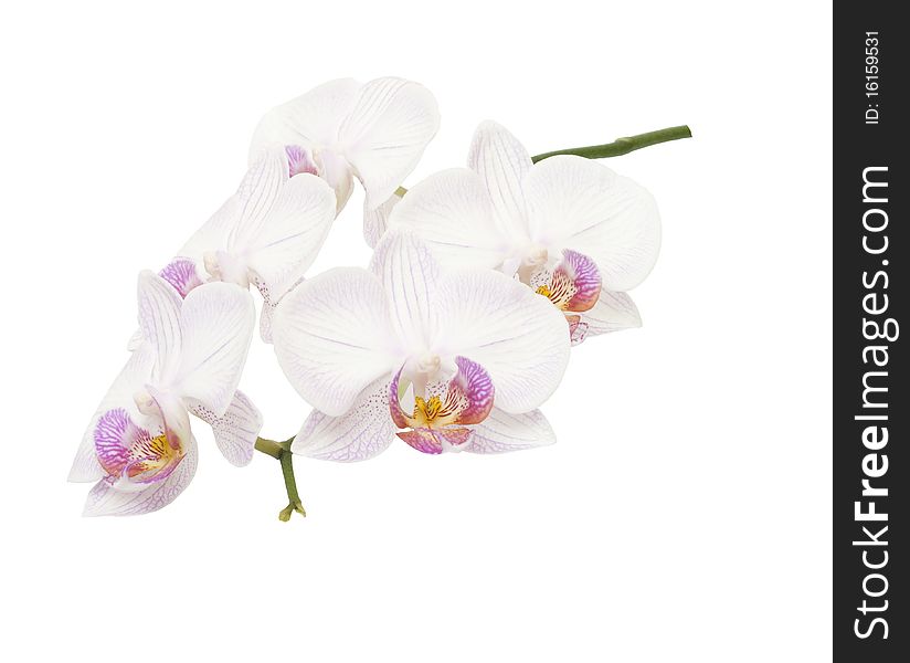 Beautiful, delicate an exotic flower on a white background. Beautiful, delicate an exotic flower on a white background.