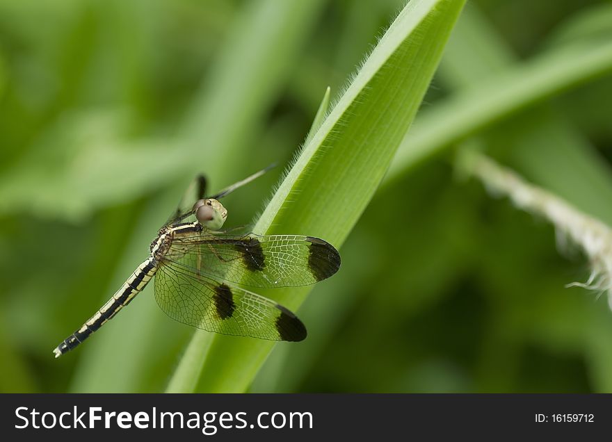 Green leaves and dragonflies.dragonfly