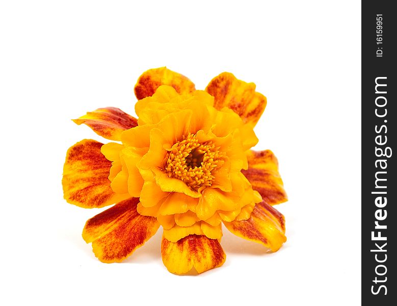 Marigold flower on a white background