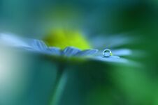 Beautiful Green Nature Background.Abstract Artistic Wallpaper.Macro Photography.Floral Art Design.Daisy Flower.Water Drop.Ecology. Royalty Free Stock Photo