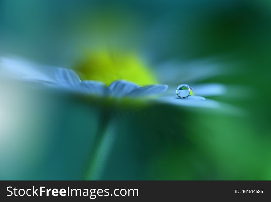40+ Dew Drop HD Wallpapers and Backgrounds