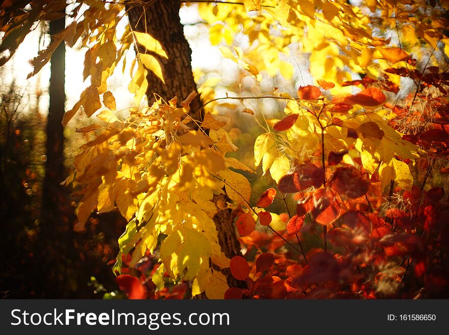 Red And Golden Leaves In Autumn Sunny Forest