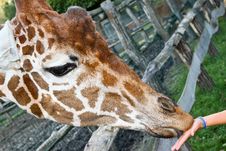 Feeding Giraffe From Hand Stock Photos Feeding Giraffe From Hand Stock Photos