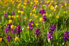 Free Flowering Meadow Stock Image - 16169081