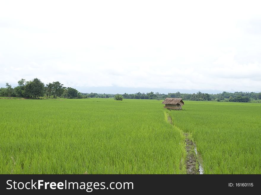 Green rice fields in Central Thailand. Green rice fields in Central Thailand