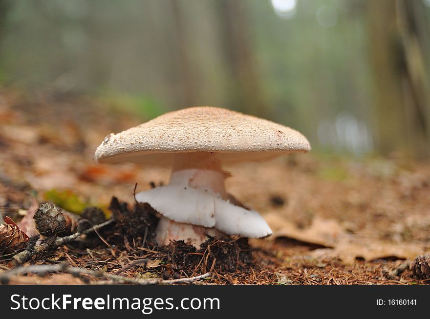 Small mushroom at the forest