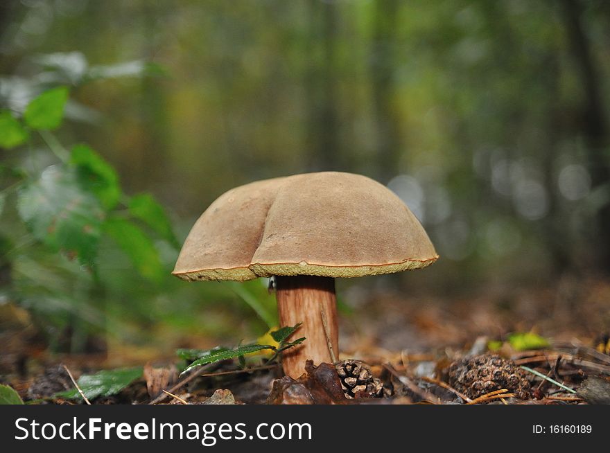 Small mushroom at the forest